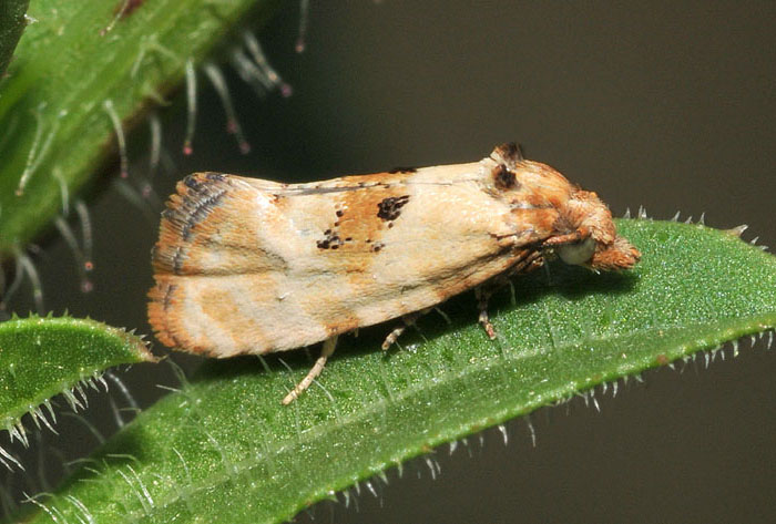 Cochylis molliculana